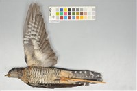 藏品(鷹鵑)的圖片